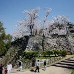 城山の石垣と桜