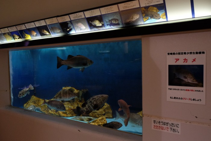 延岡市 須美江家族旅行村 すみえファミリー水族館