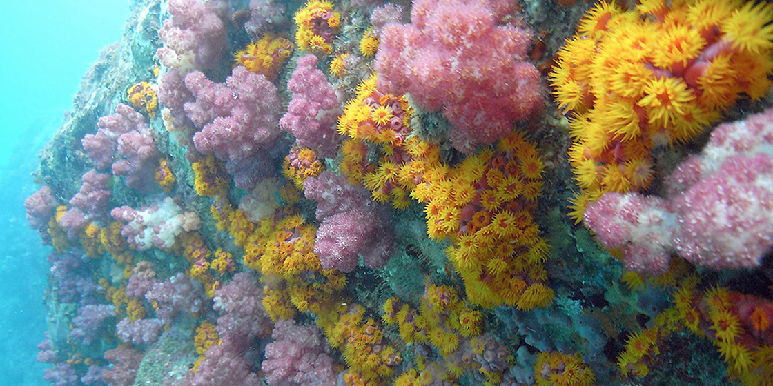 色とりどりの珊瑚群