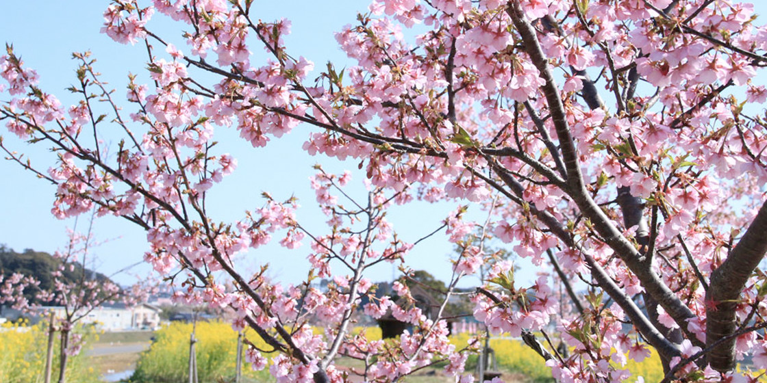 五ケ瀬川の天下一ひむか桜の菜の花
