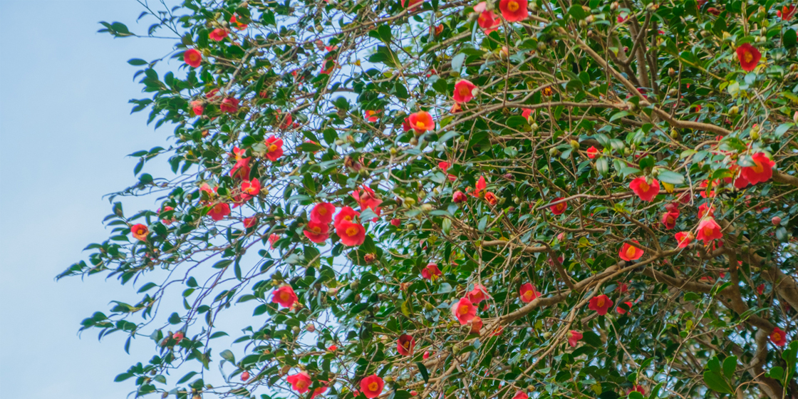 延岡城跡・城山公園 ヤブツバキ