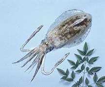 わけあって延岡 Vol 8 18年秋冬号 延岡の隠れた名産 藻イカ のすすめ